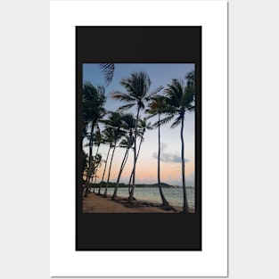 Tropical Palm Trees Posters and Art